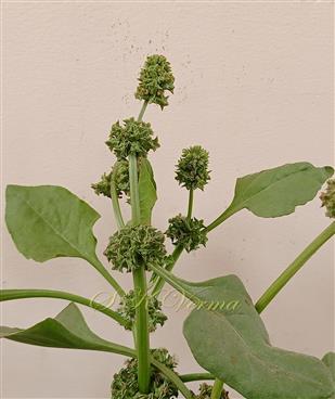 Plant with inflorescences